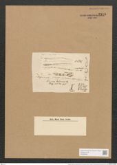 Berkeleya rutilans vwar. hoffmanii (Ag.) Grun. (de-Toni-Nr.: Genus 21, Species 1218) Zeichnungen Sammlung Grunow Nr. 2349 (NHMW-BOT-W0369480)